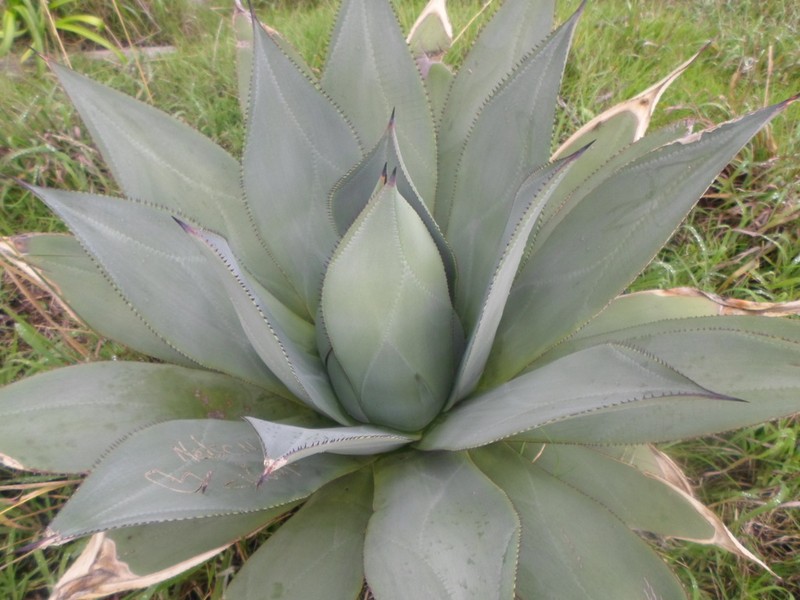 Agave sylvesteriana photo 6