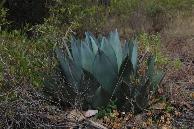 Agave sylvesteriana photo 7