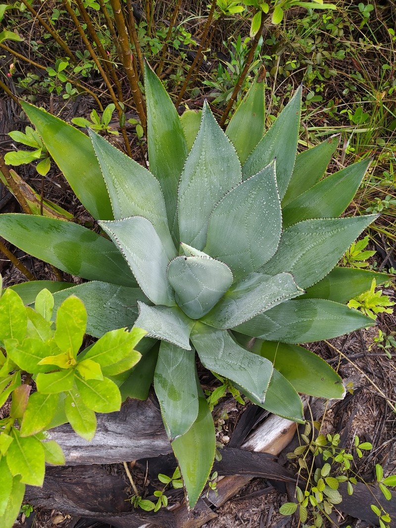 Agave sylvesteriana photo 8