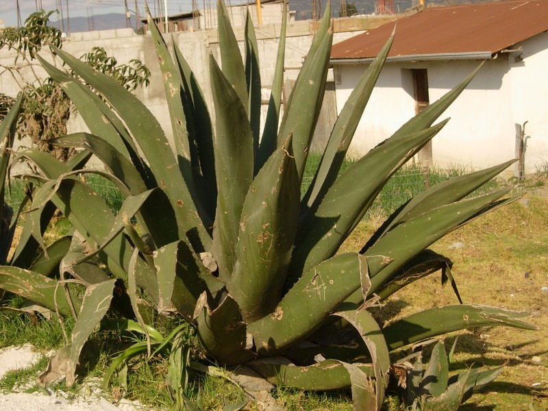 Agave tecta photo 2