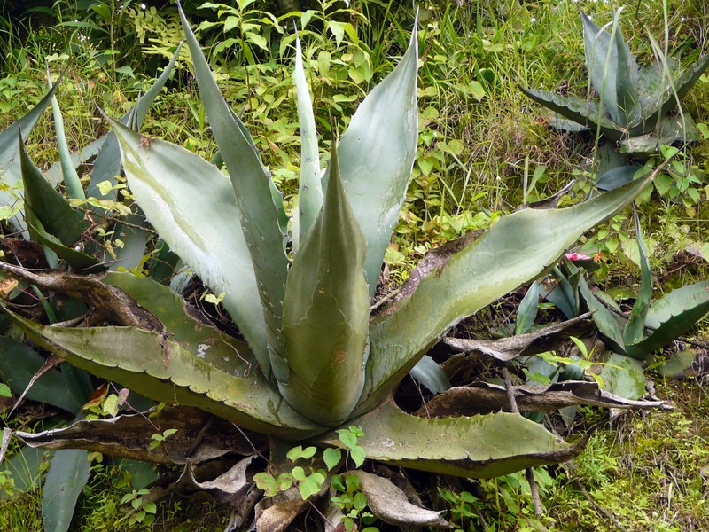Agave tecta photo 3