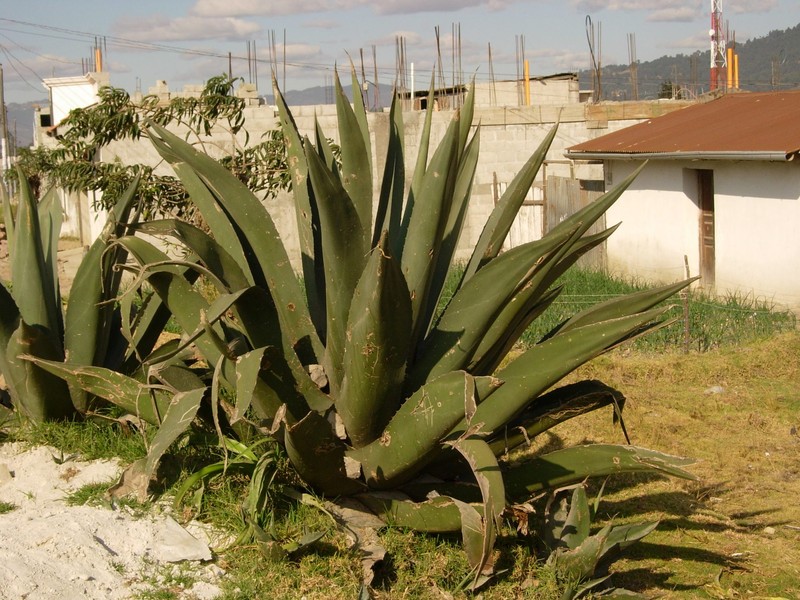Agave tecta photo 4