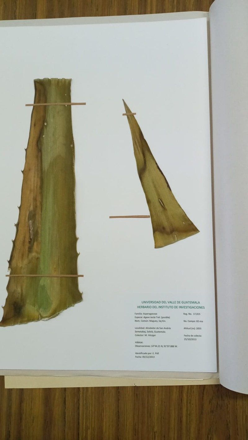 Agave tecta photo 5