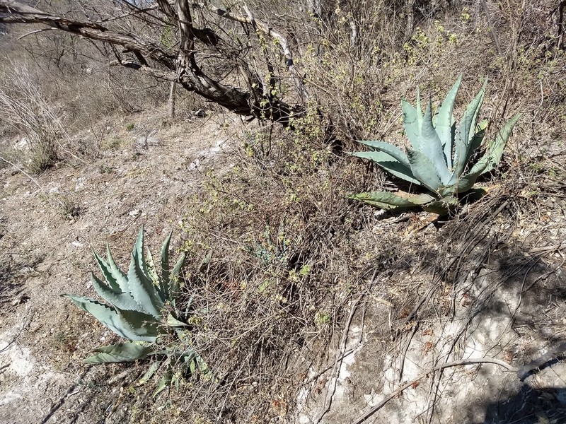 Agave temacapulinensis