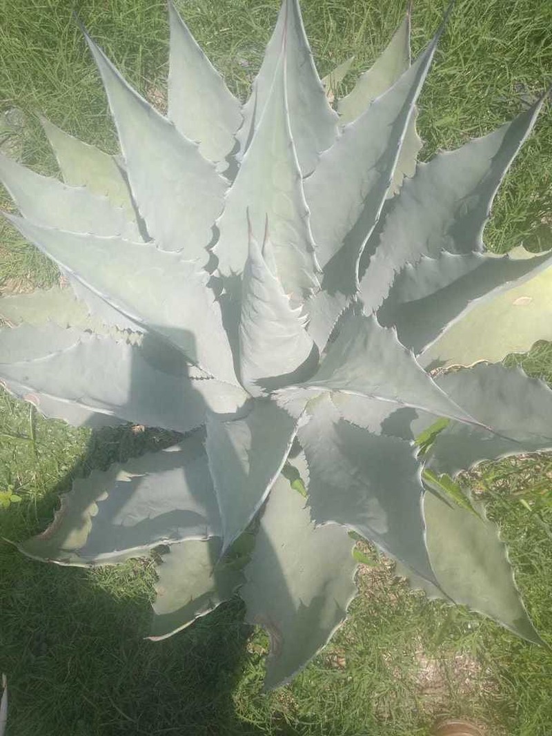 Agave temacapulinensis photo 3
