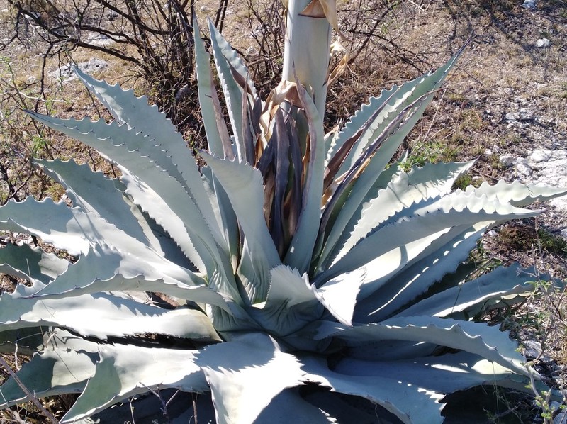Agave temacapulinensis photo 4