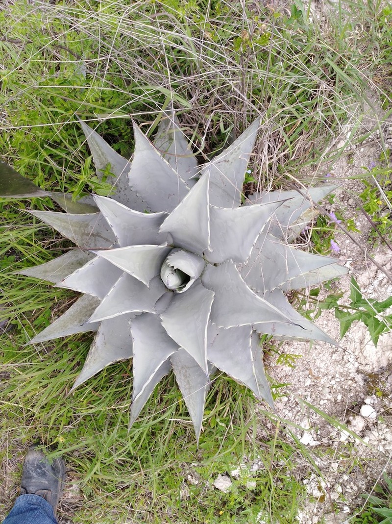 Agave temacapulinensis photo 5