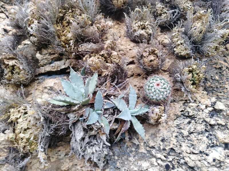 Agave temacapulinensis photo 6