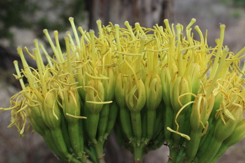 Agave temacapulinensis photo 7