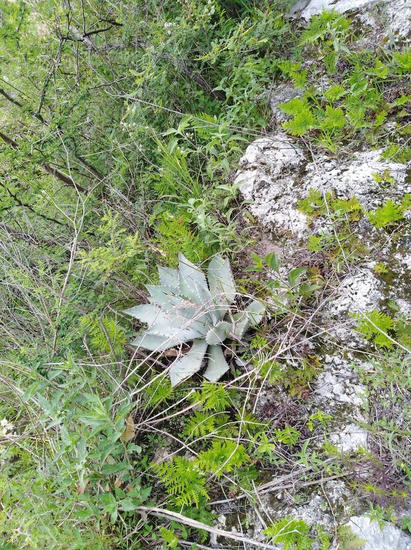 Agave temacapulinensis photo 8