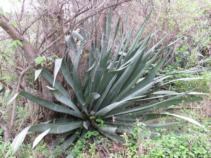 Tequila Agave photo 5