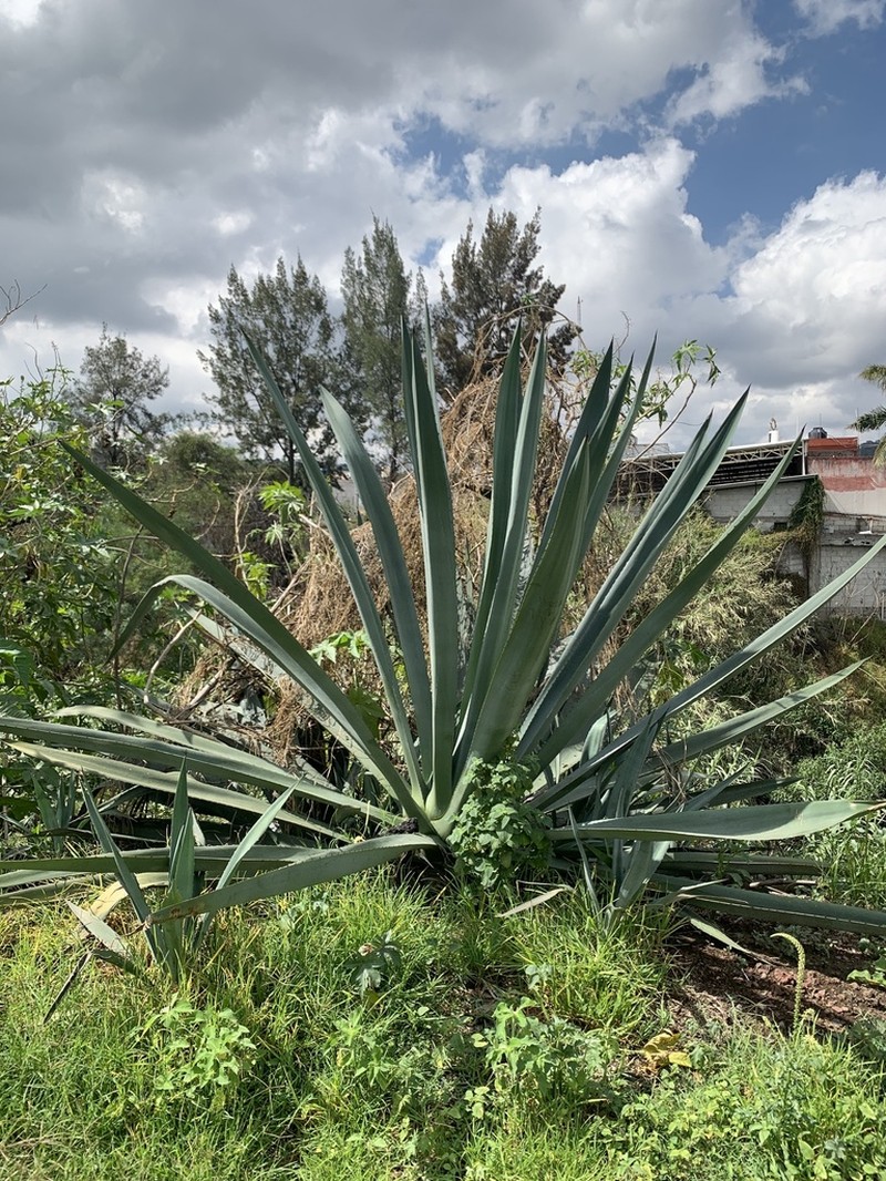 Tequila Agave photo 6