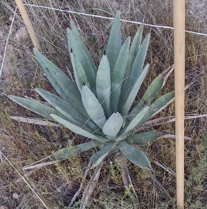 Tequila Agave photo 7