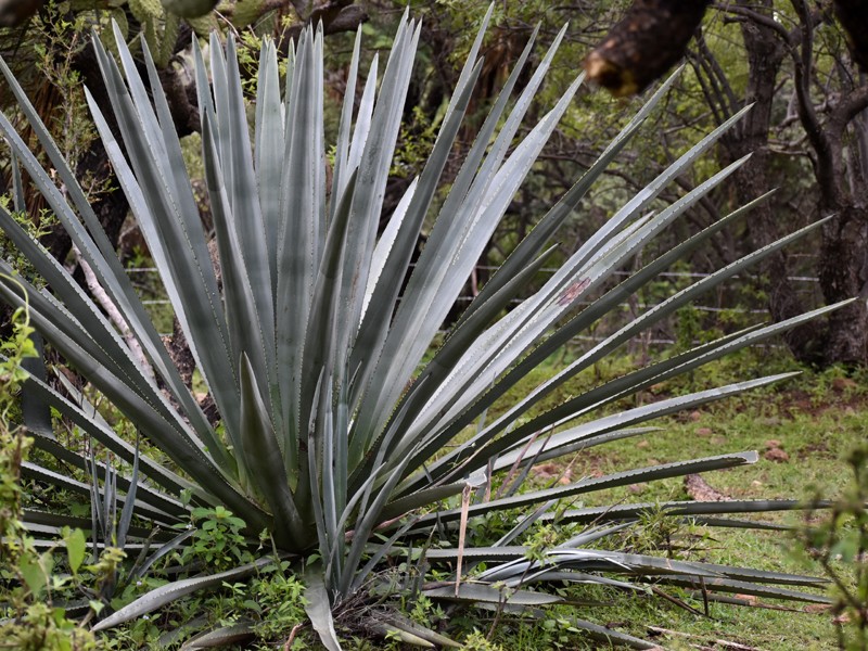 Tequila Agave photo 8