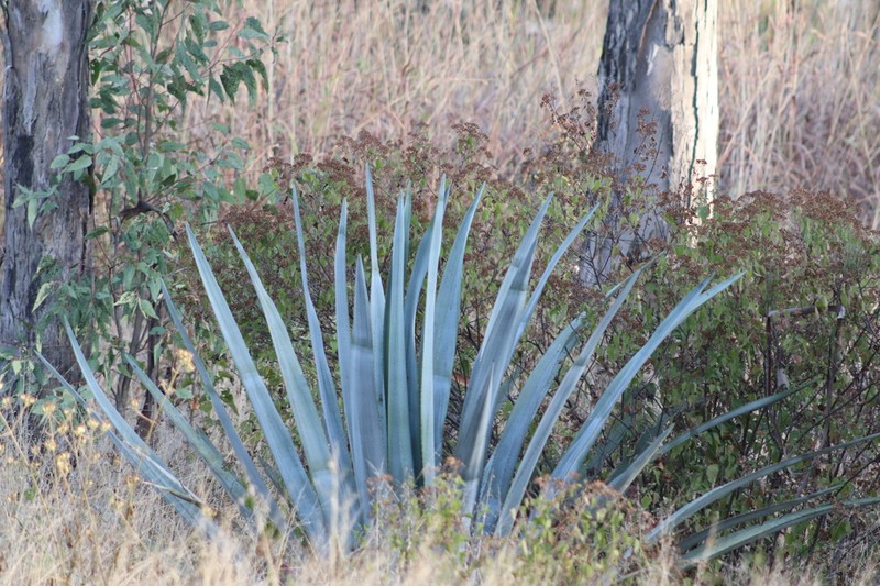 Tequila Agave photo 9