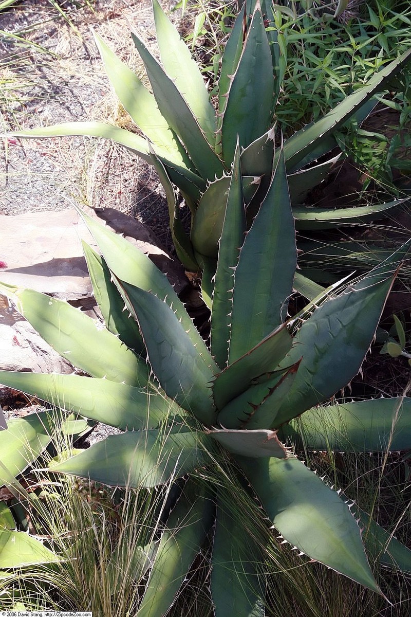 Agave titanota