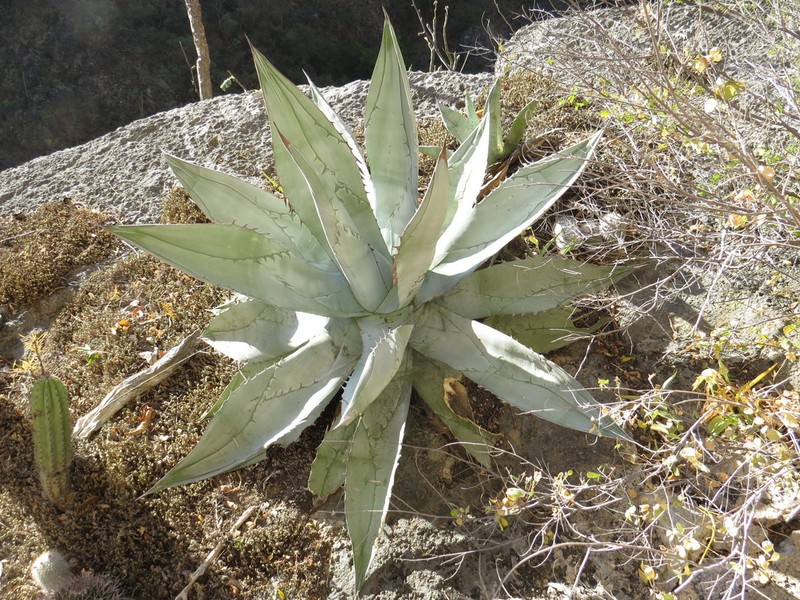 Agave titanota photo 2