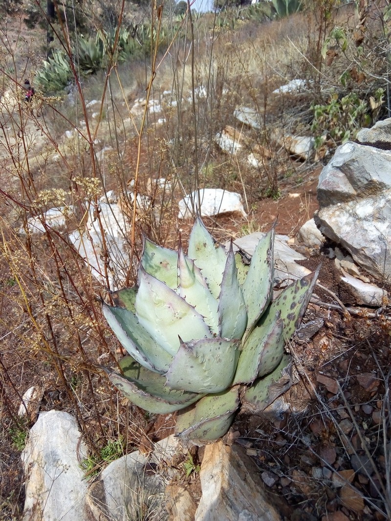 Agave titanota photo 3