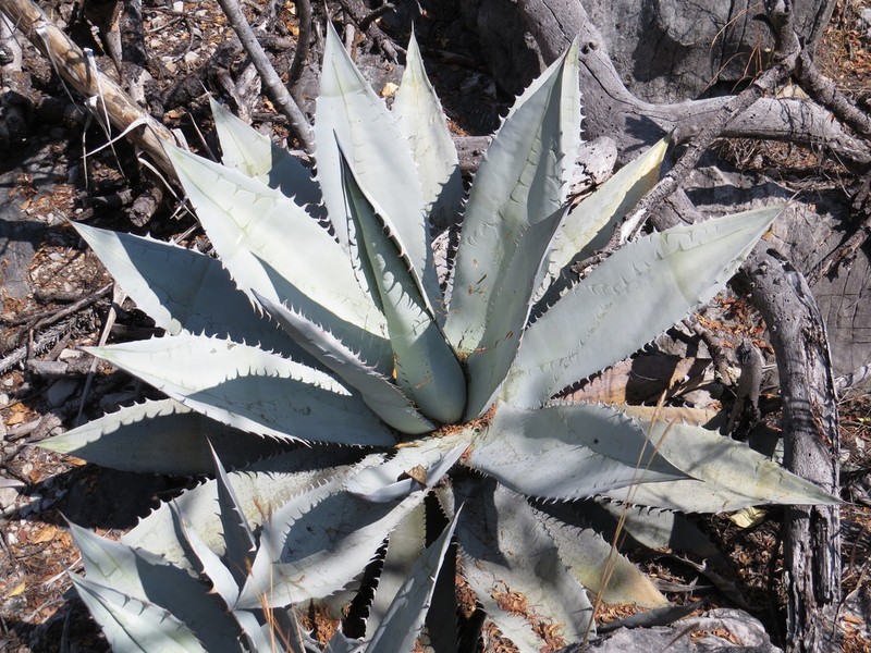 Agave titanota photo 4