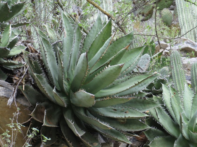 Agave titanota photo 5