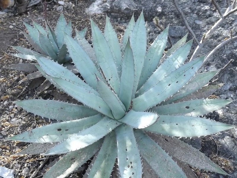 Agave titanota photo 6