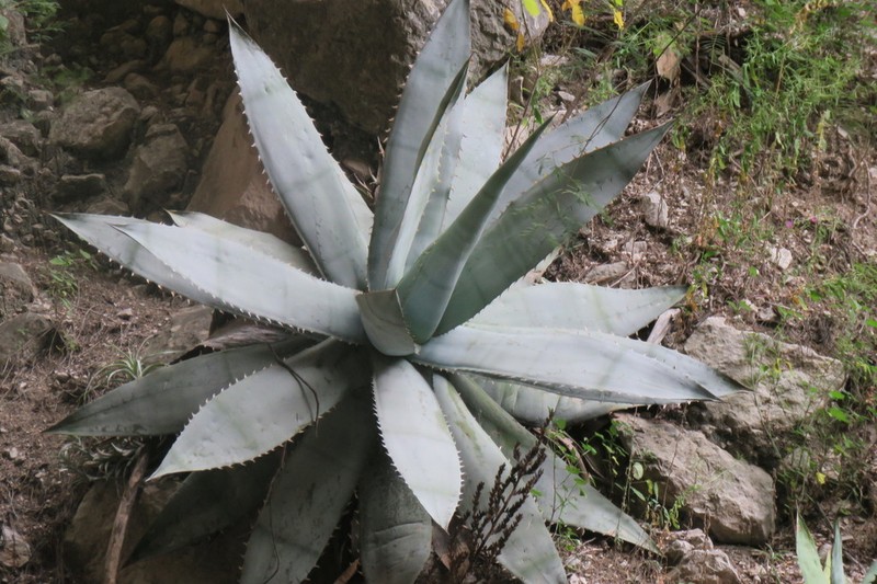 Agave titanota photo 7