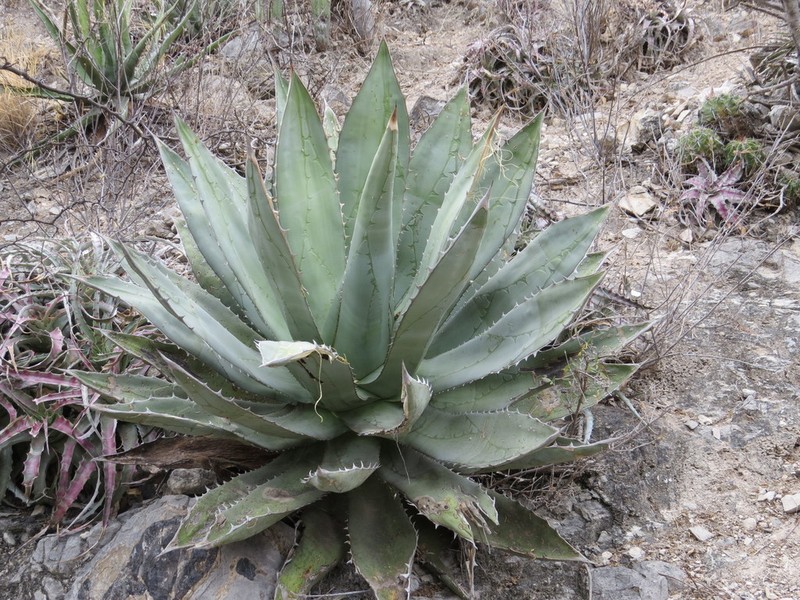 Agave titanota photo 8