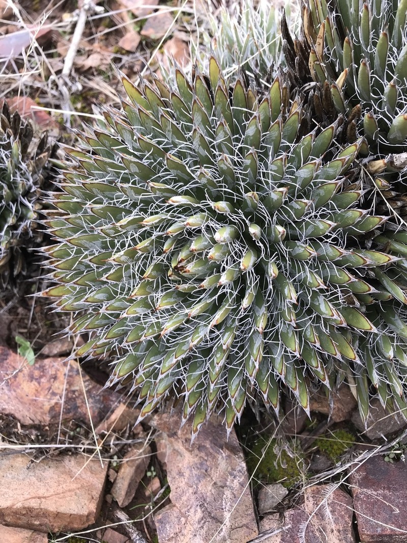 Toumey's Century Plant photo 2