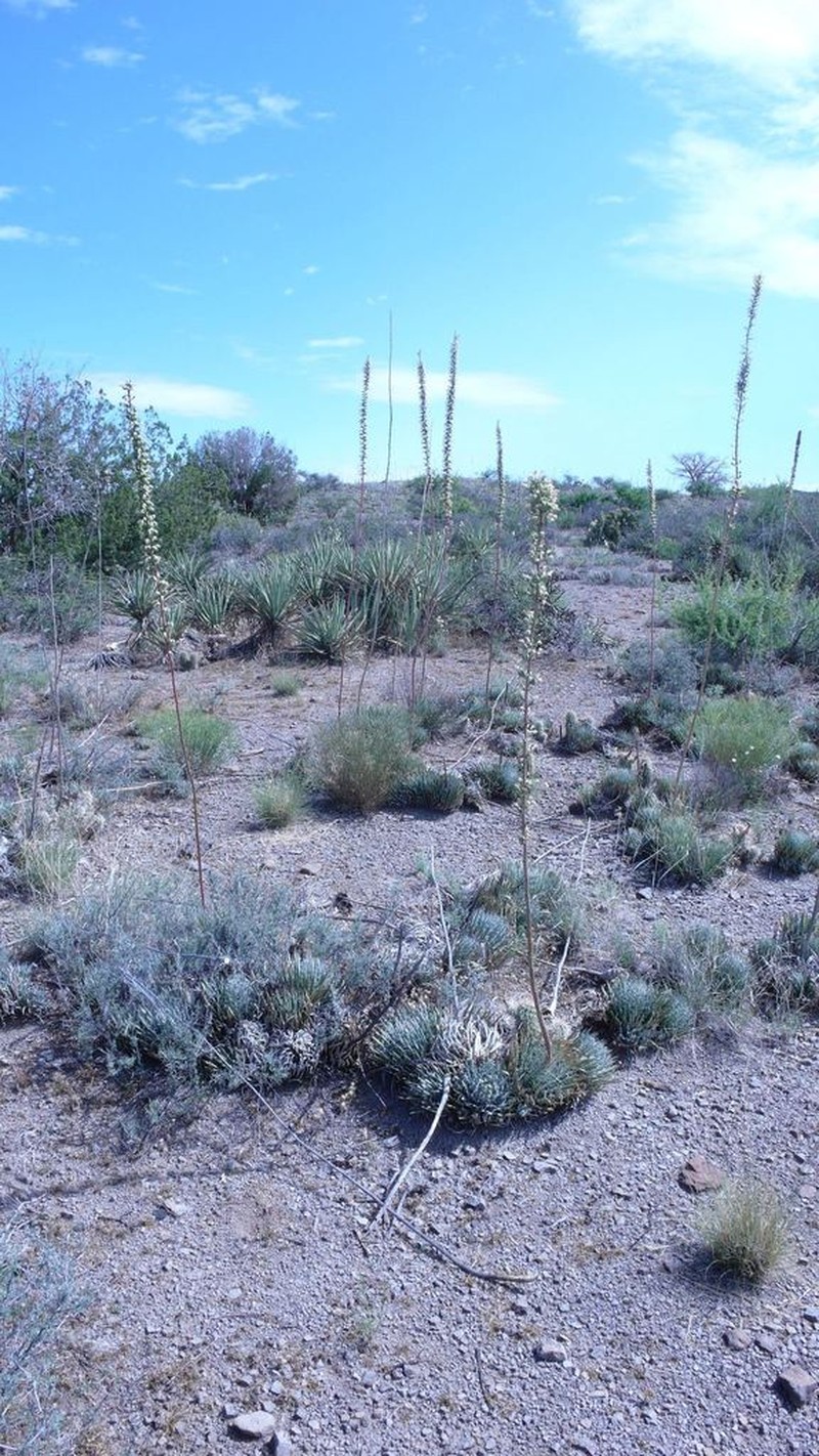Toumey's Century Plant photo 4
