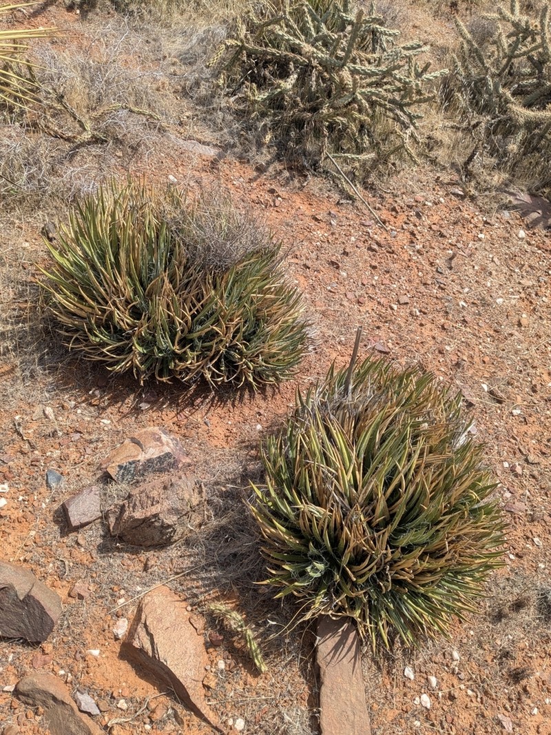 Toumey's Century Plant photo 5