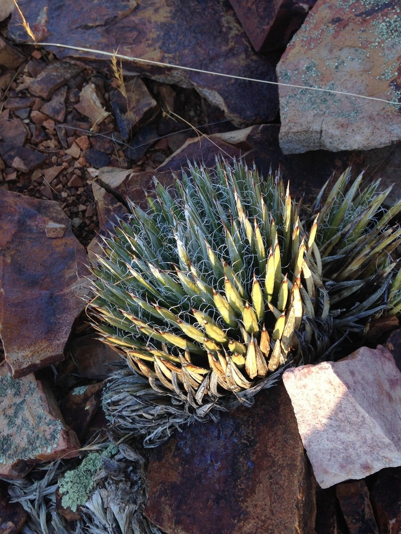 Toumey's Century Plant photo 6
