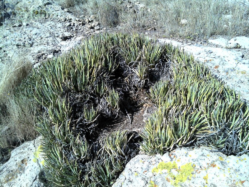 Toumey's Century Plant photo 7