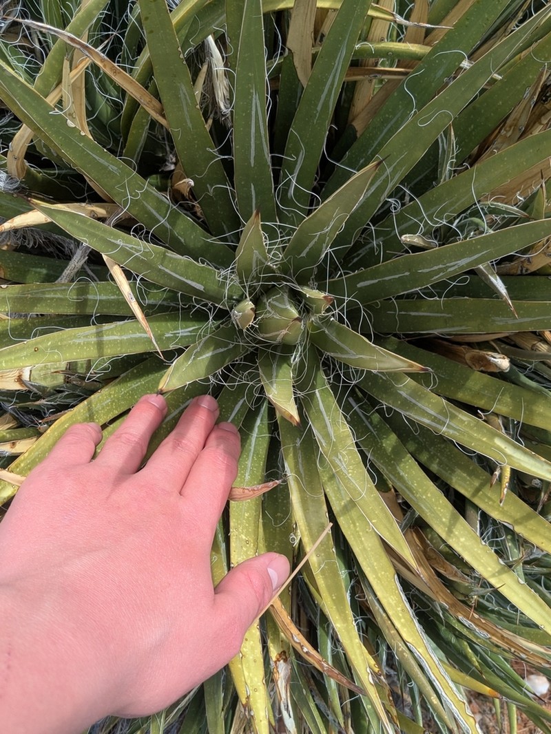 Toumey's Century Plant photo 8