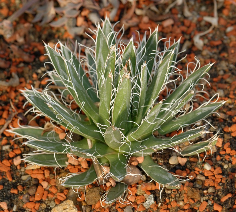 Toumey's Century Plant
