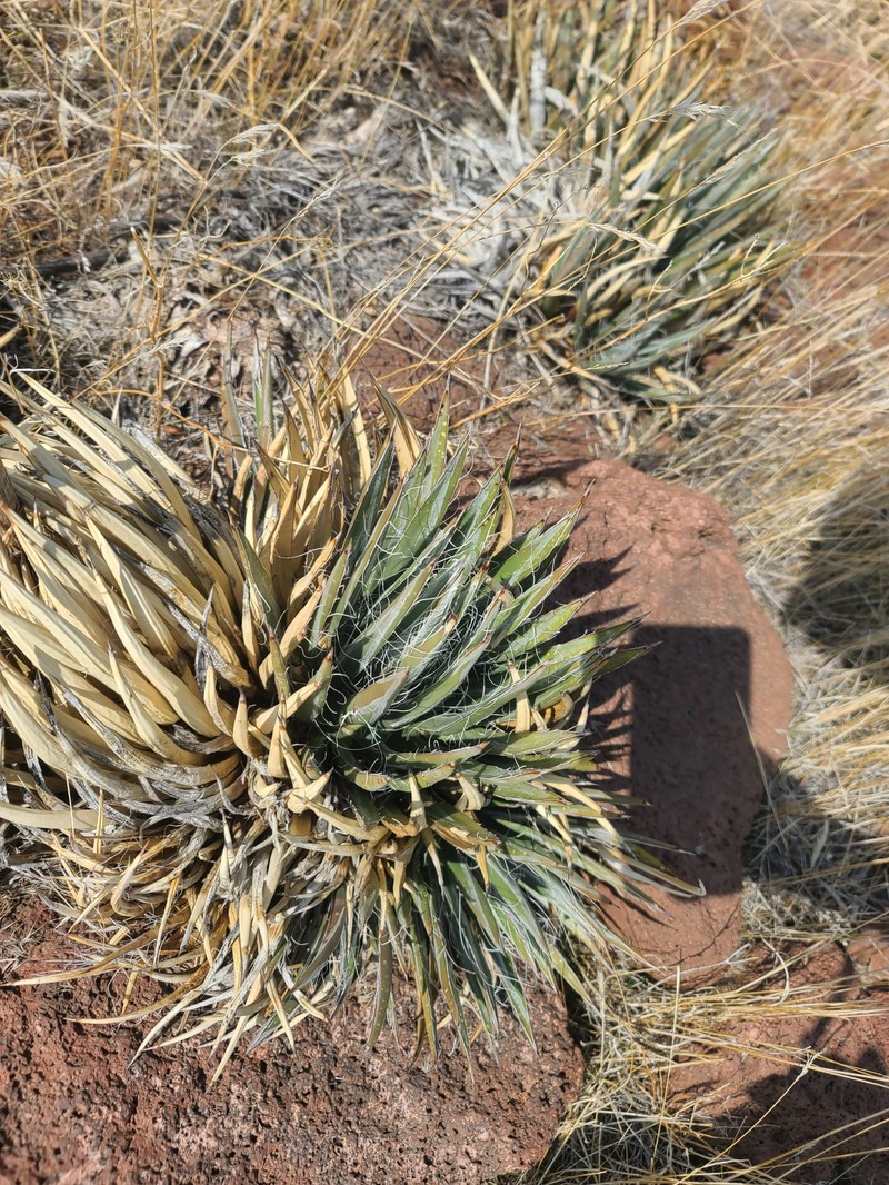 Agave toumeyana var. bella