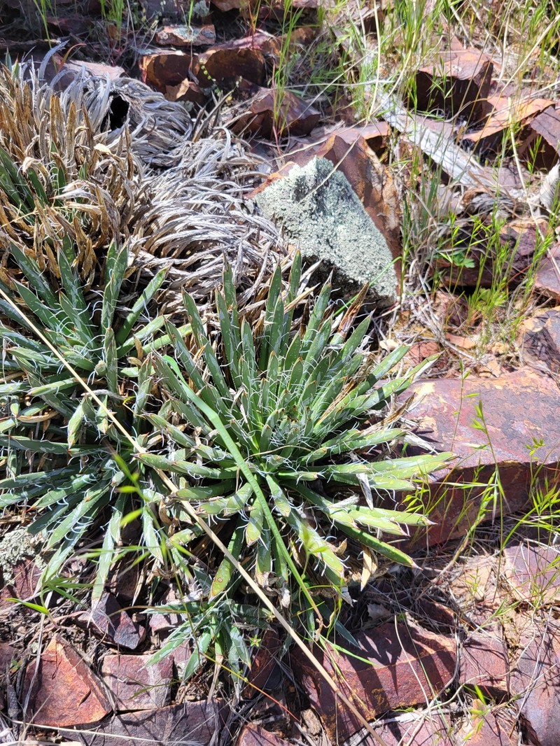 Agave toumeyana var. bella photo 2