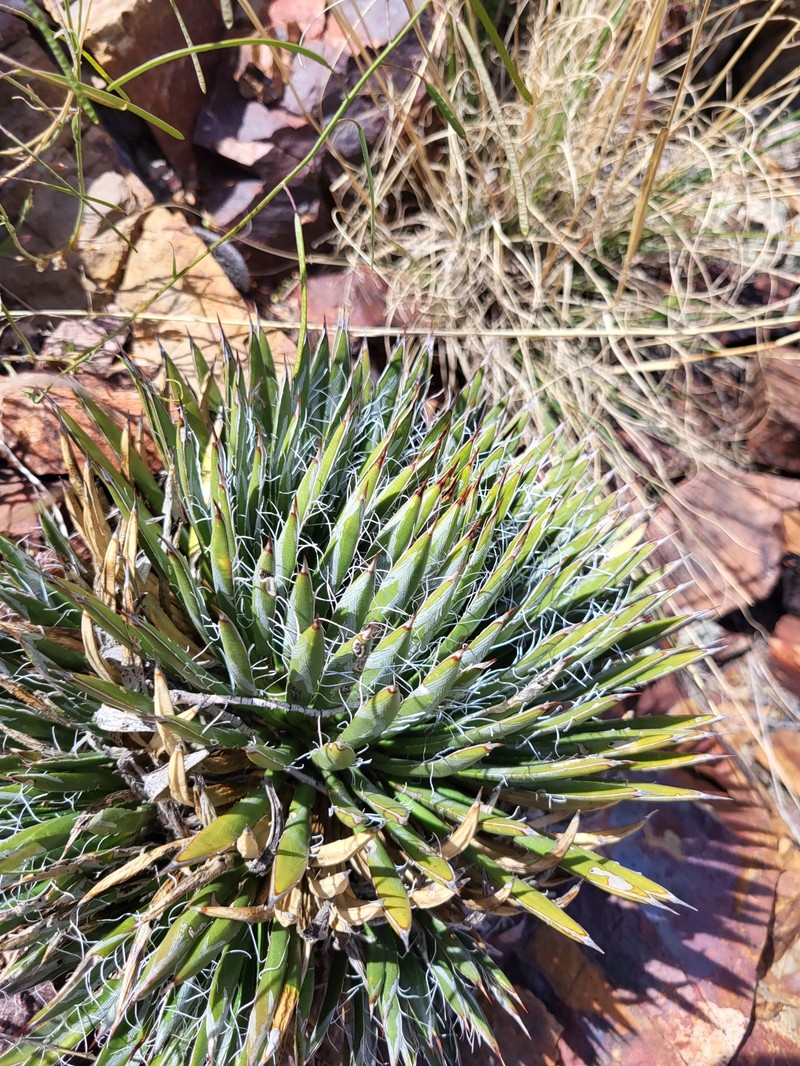Agave toumeyana var. bella photo 3