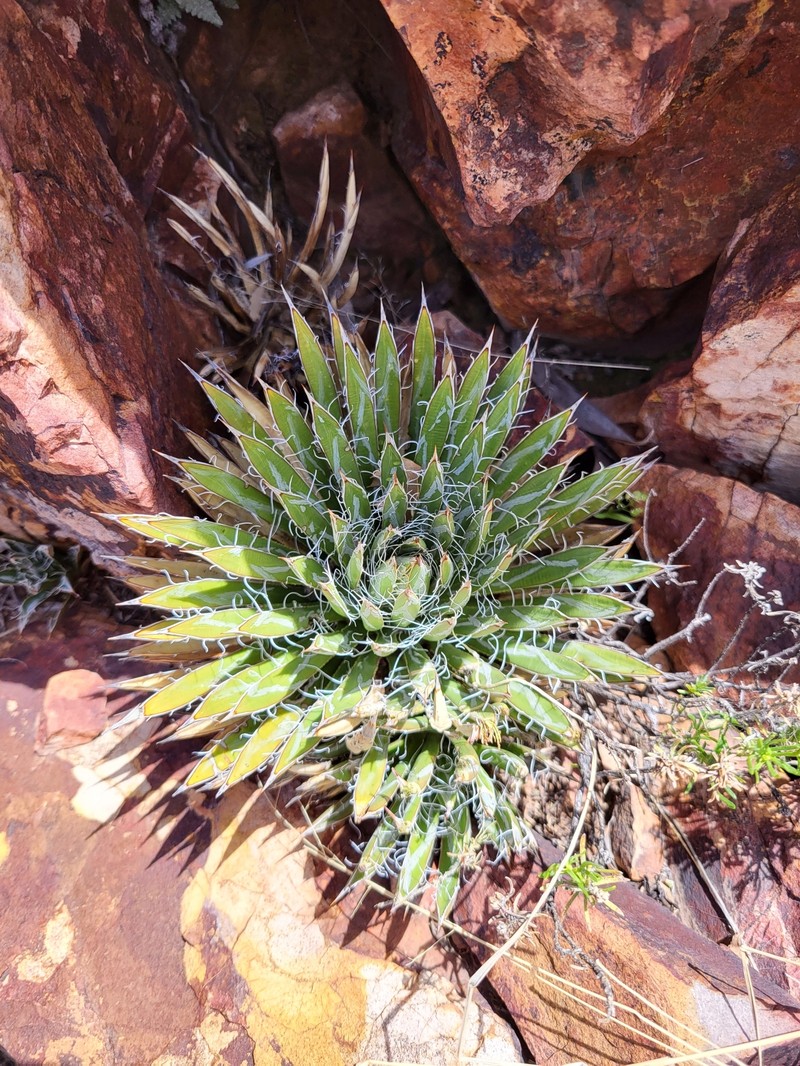 Agave toumeyana var. bella photo 4