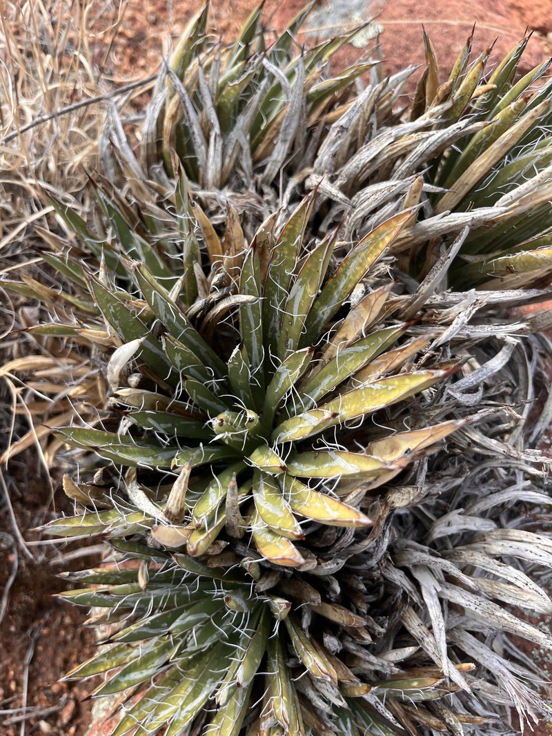 Agave toumeyana var. bella photo 5