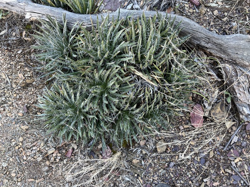 Agave toumeyana var. bella photo 6