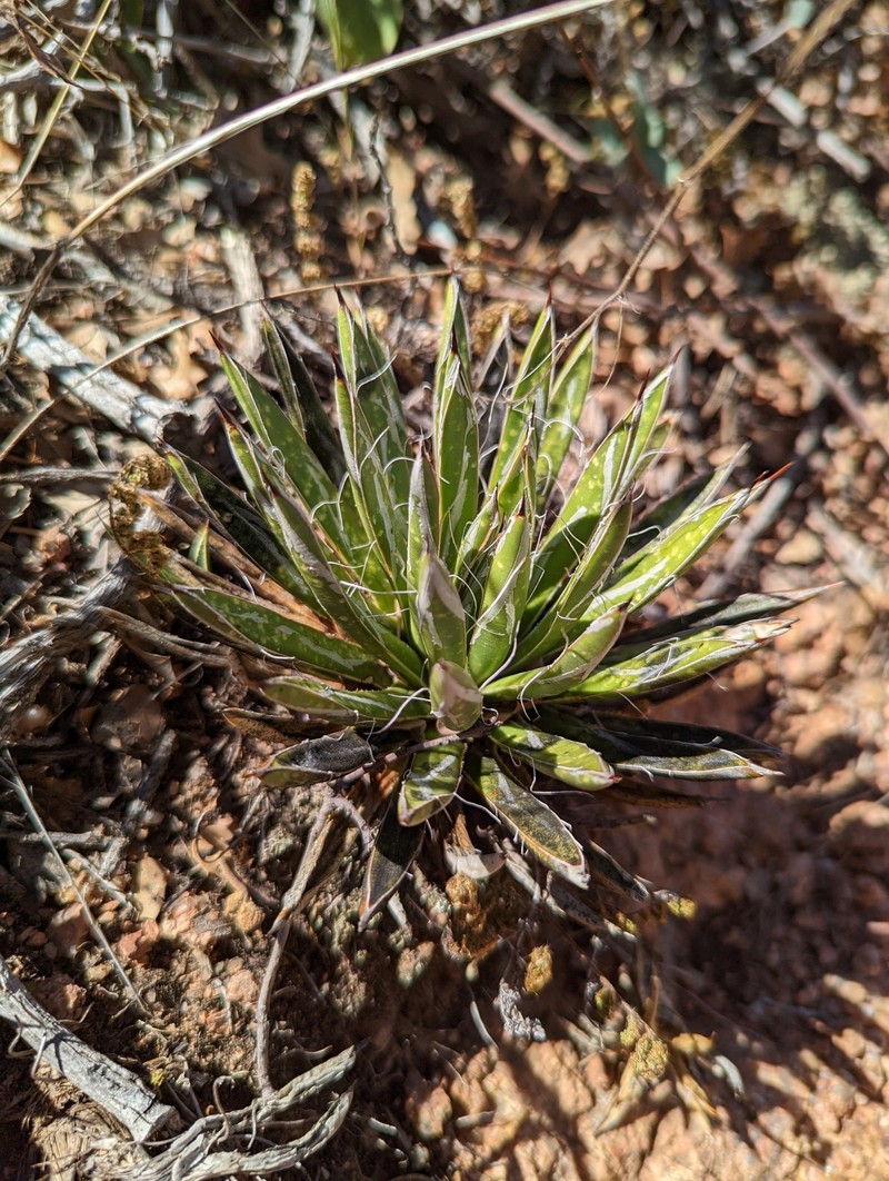 Agave toumeyana var. bella photo 7