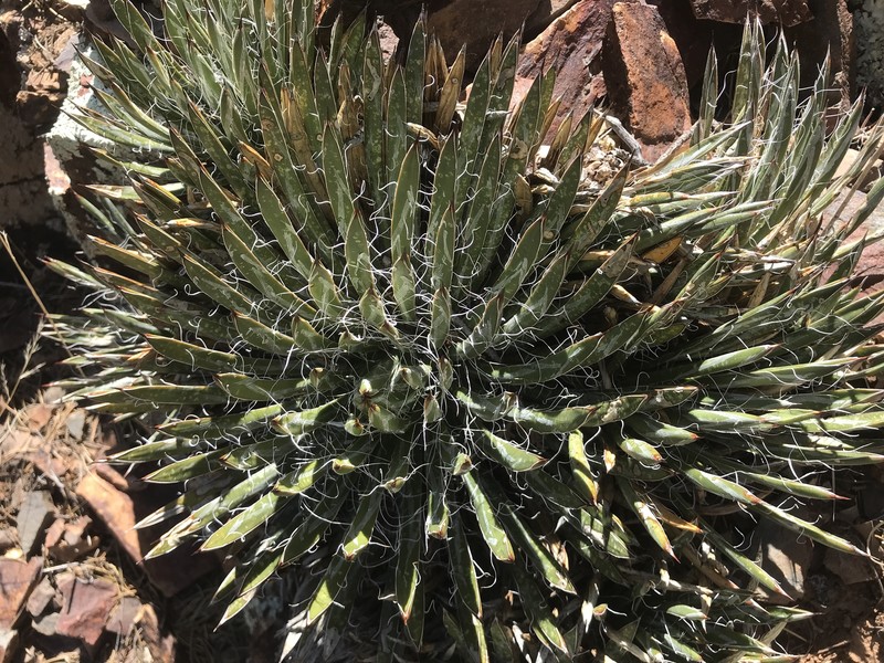 Agave toumeyana var. bella photo 8
