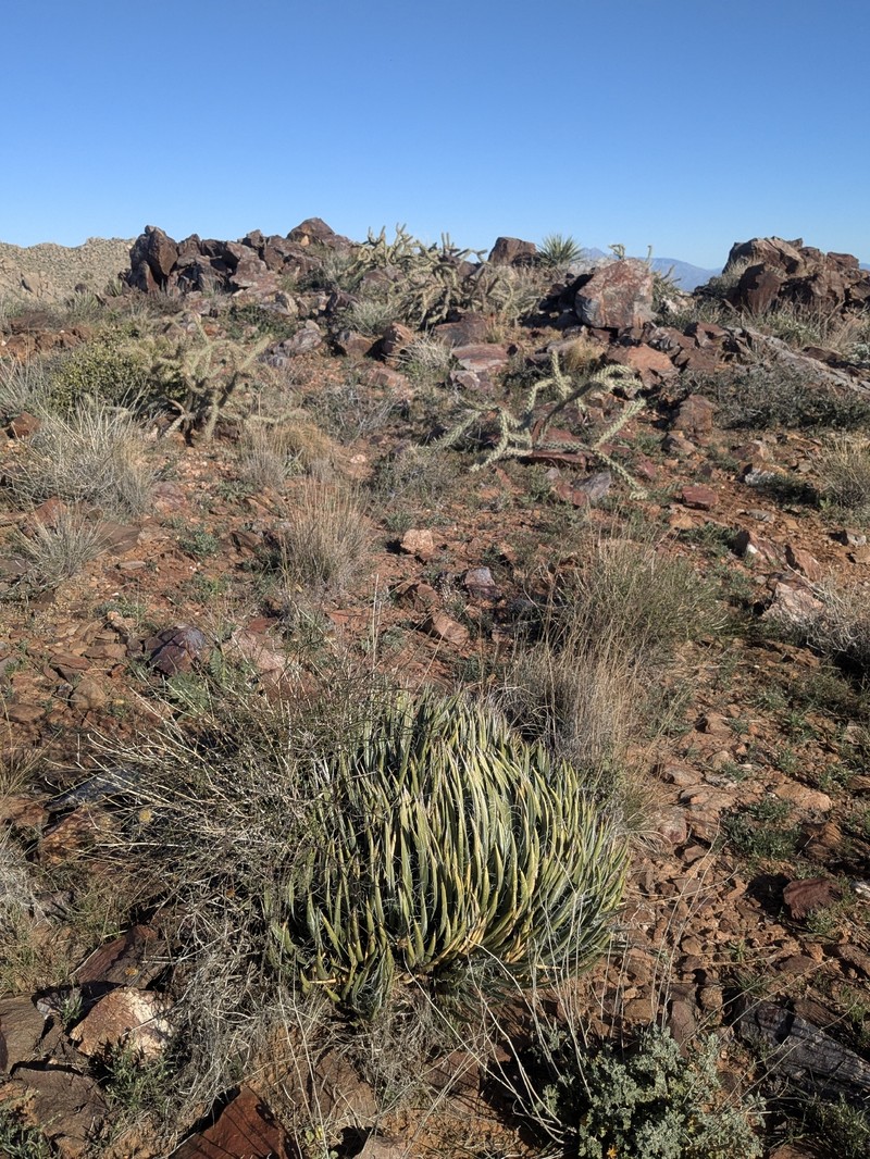 Agave toumeyana var. toumeyana