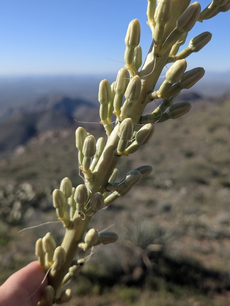 Agave toumeyana var. toumeyana photo 2
