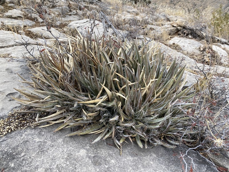 Agave toumeyana var. toumeyana photo 3