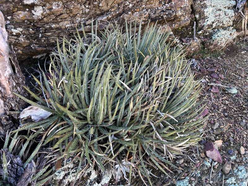 Agave toumeyana var. toumeyana photo 4