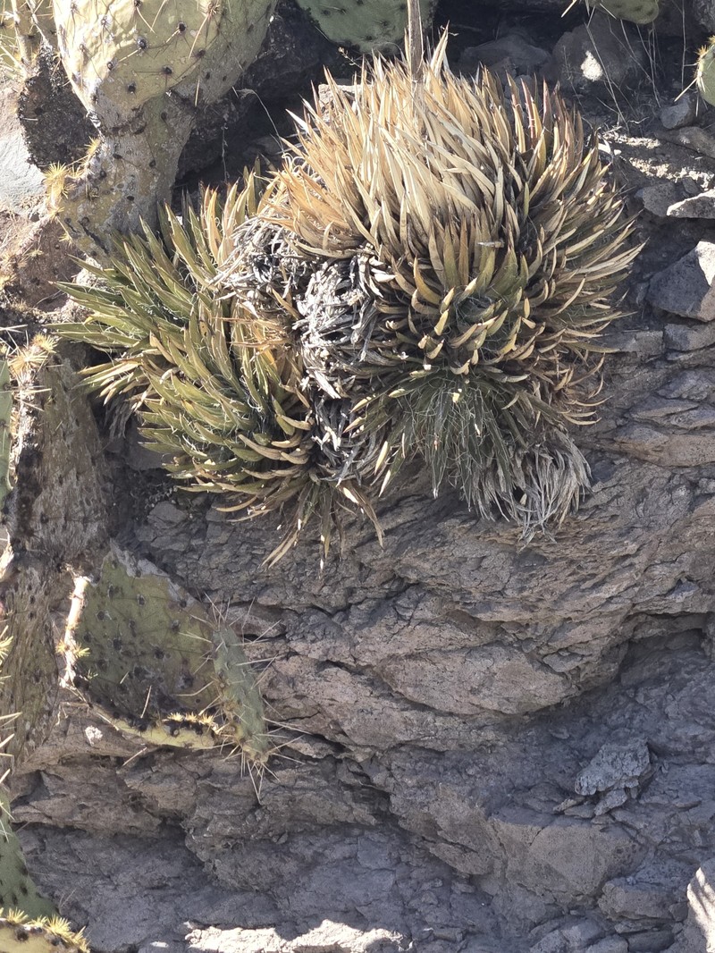 Agave toumeyana var. toumeyana photo 5