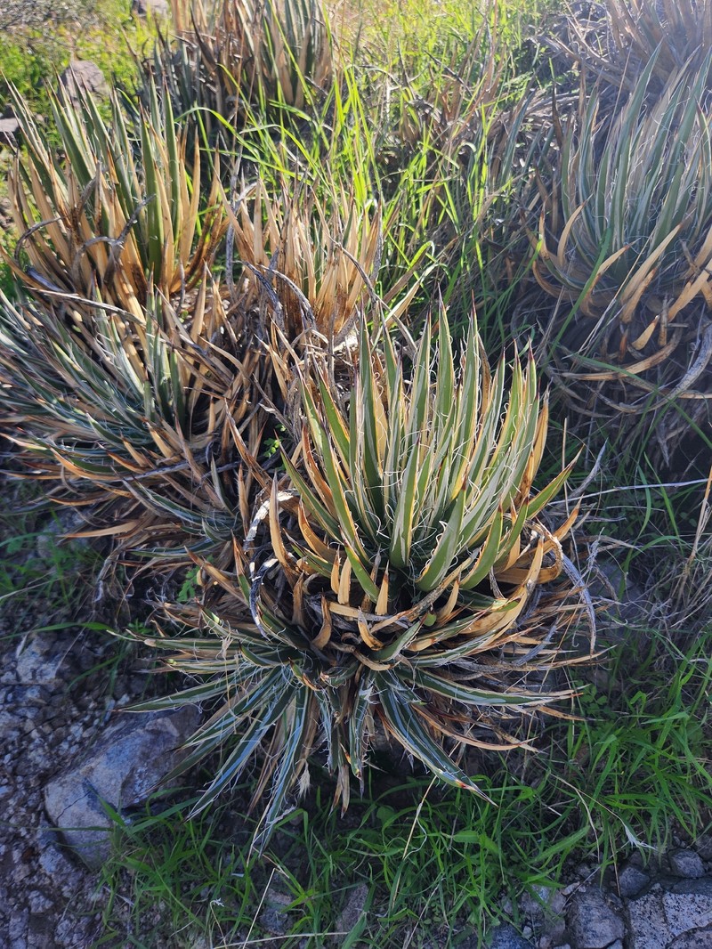 Agave toumeyana var. toumeyana photo 6