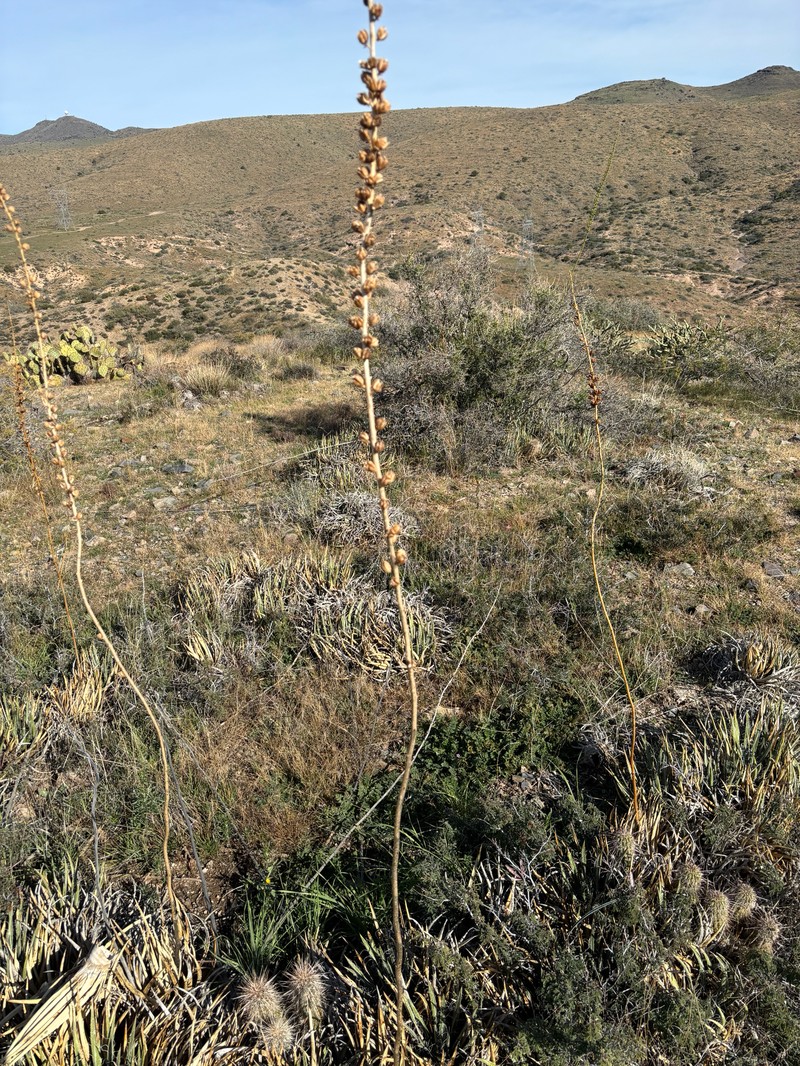Agave toumeyana var. toumeyana photo 7