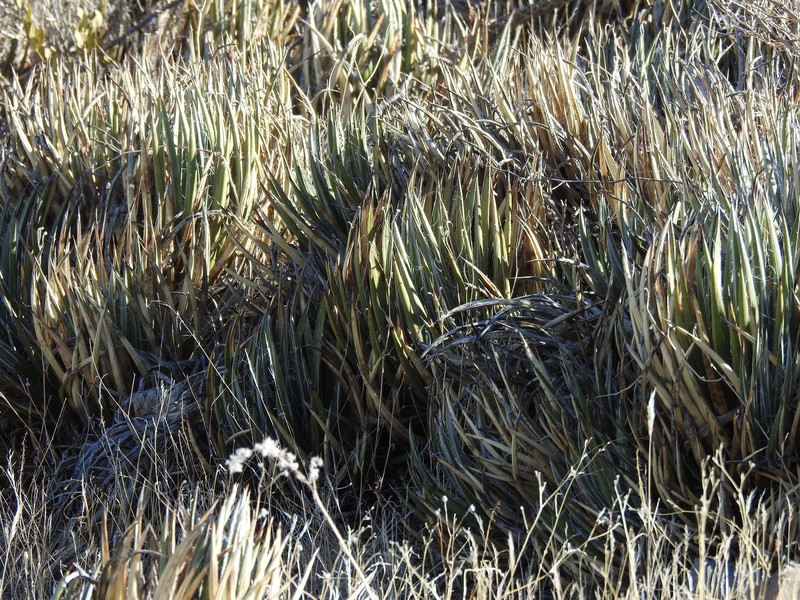 Agave toumeyana var. toumeyana photo 8